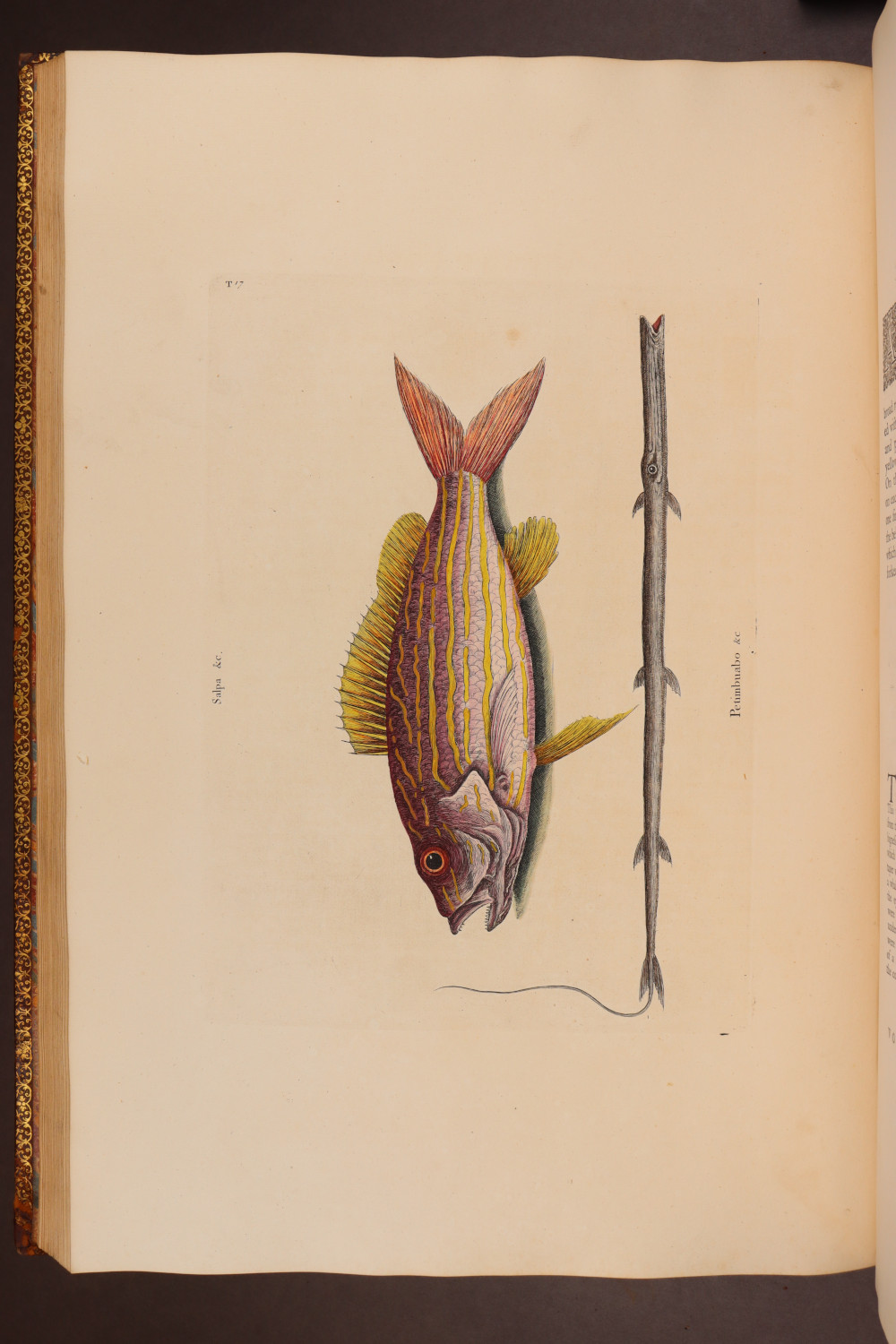 Plate 17